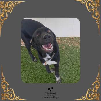 Moe -  Black Labrador Retriever and Mixed Breed Dog for Adoption in Cumberland, Rhode Island - Moe | PetCurious