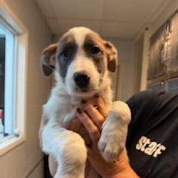 Bandit -  Mixed Breed Dog for Adoption in Buellton, California - Bandit | PetCurious