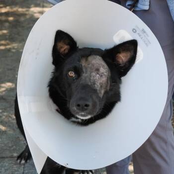 BELLA -  Border Collie and Mixed Breed Dog for Adoption in Richmond, California - BELLA | PetCurious