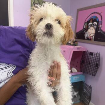 Unger Sorum -  Shih Tzu Dog for Adoption in Northbrook, Illinois - Unger Sorum | PetCurious