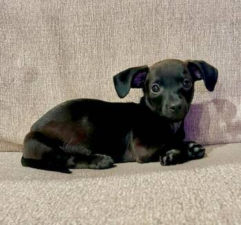 Chihuahua and Dachshund Dogs Available for Adoption - Craig | PetCurious