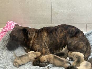 Rescue Pit Bull Terrier and Mixed Breed Dogs for Adoption in Fort Worth, Texas - 59256435 | PetCurious