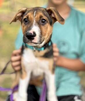 Rescue Mixed Breed Dogs for Adoption in Lindenhurst, New York - Ginger | PetCurious