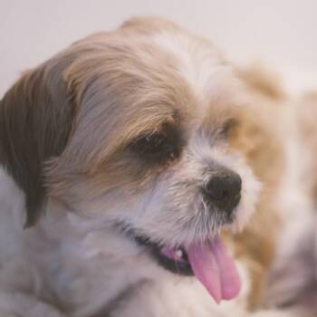 Creed -  Mixed Breed Dog for Adoption in New York, New York - Creed | PetCurious