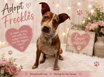 Freckles -  Australian Cattle Dog Blue Heeler Dog for Adoption in Kenedy, Texas - Freckles | PetCurious