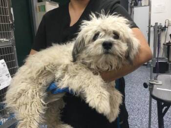 Poodle and Mixed Breed Dogs Available for Adoption in Thousand Palms, California - A1916009 | PetCurious