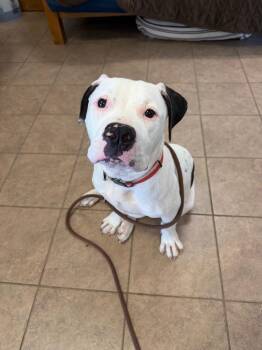 American Bulldog Dogs Available for Adoption in Marion, Ohio - Cooper | PetCurious