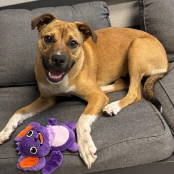 Juni -  Mixed Breed Dog for Adoption in Lansing, Michigan - Juni | PetCurious