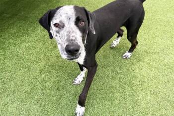 KODAK -  Great Dane and Catahoula Leopard Dog Dog for Adoption in Fort Lauderdale, Florida - KODAK | PetCurious