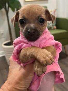 Jennifer Keaton -  Chihuahua Dog for Adoption in Friendswood, Texas - Jennifer Keaton | PetCurious
