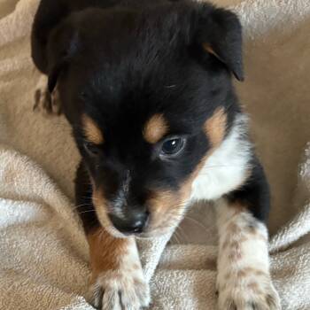 Rescue Cattle Dog and Rottweiler Dogs for Adoption in Phoenix, Arizona - Angus | PetCurious