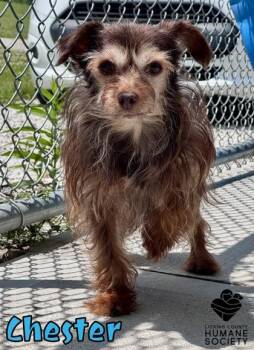 Chester -  Terrier and Mixed Breed Dog for Adoption in Heath, Ohio - Chester | PetCurious