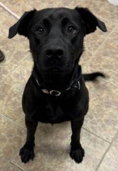 Beau -  Labrador Retriever Dog for Adoption in Littleton, Colorado - Beau | PetCurious
