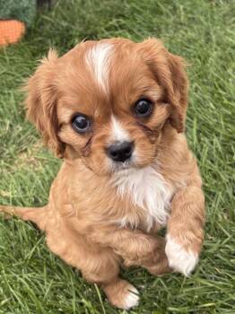 Snoopy -  Cavalier King Charles Spaniel Dog for Adoption in Brandon, South Dakota - Snoopy | PetCurious