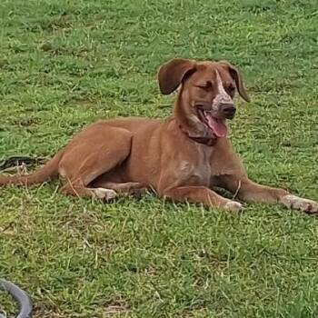 Wylie -  Mixed Breed Dog for Adoption in Midland, Texas - Wylie | PetCurious