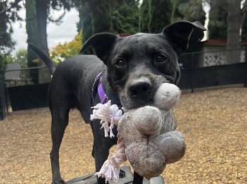 Aries -  Labrador Retriever Dog for Adoption in Portland, Oregon - Aries | PetCurious