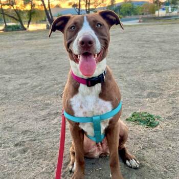 Rescue Mixed Breed Dogs for Adoption in Richmond, California - SHELLY | PetCurious