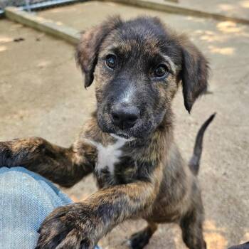 Mixed Breed Dogs Available for Adoption in Sterling, Massachusetts - Cha - Cha - 3 Months ( Avail 6/4) | PetCurious