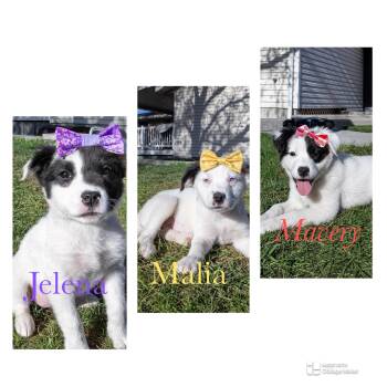 Border Collie and Labrador Retriever Dogs Available for Adoption in Salt Lake City, Utah - Jelena | PetCurious