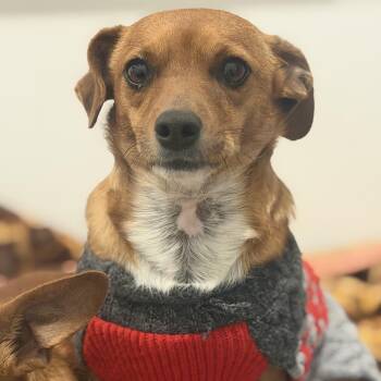 Dachshund and Chihuahua Dogs Available for Adoption in Ridgefield, Washington - Mr. Bubbly Draco | PetCurious