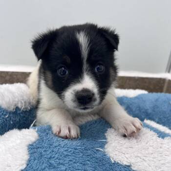 Cruller -  Australian Shepherd and Mixed Breed Dog Available for Adoption in Kanab, Utah - Cruller | PetCurious