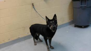 IGOR -  Siberian Husky and Mixed Breed Dog for Adoption in Tulsa, Oklahoma - IGOR | PetCurious