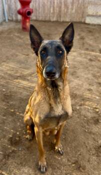 Belgian Shepherd Malinois Dogs Available for Adoption in Palm Desert, California - Liana | PetCurious