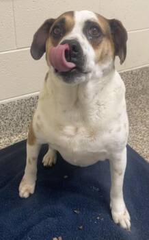 Hooch -  Mixed Breed Dog for Adoption in Westland, Michigan - Hooch | PetCurious