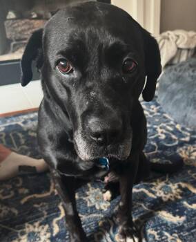 Fiona -  Black Labrador Retriever Dog for Adoption in Plainfield, Illinois - Fiona | PetCurious