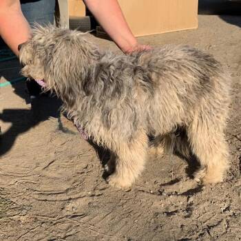 Stewart -  Australian Shepherd and Poodle Dog for Adoption in Tonasket, Washington - Stewart | PetCurious