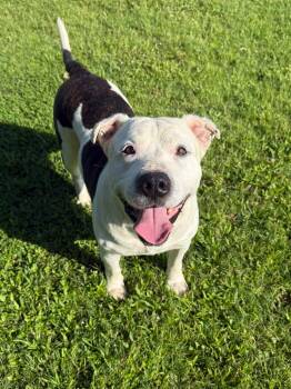 Hank -  Mixed Breed Dog for Adoption in Metter, Georgia - Hank | PetCurious