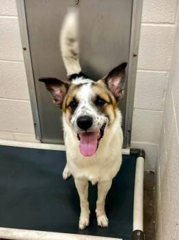 Stinger -  Akita Dog for Adoption in Tom Bean, Texas - Stinger | PetCurious