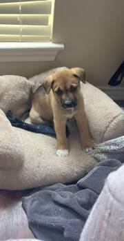 Collie Dogs Available for Adoption in Plano, Texas - Simon | PetCurious