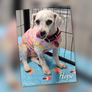 Rescue Bichon Frise Dogs for Adoption in Fredericksburg, Virginia - Hope | PetCurious