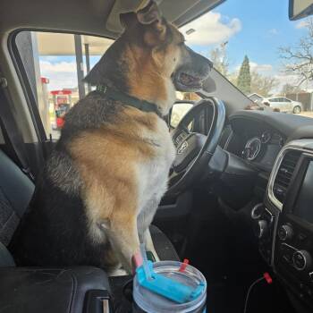 German Shepherd Dog Dogs Available for Adoption - Ralphie | PetCurious