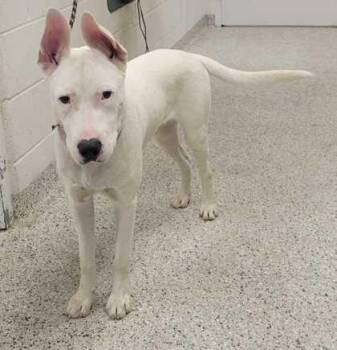 Charmin -  Mixed Breed Dog for Adoption in Kansas City, Missouri - Charmin | PetCurious