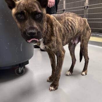 Dairy (Maola) -  Mixed Breed Dog for Adoption in Asheville, North Carolina - Dairy (Maola) | PetCurious