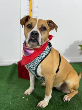 Boxer and Retriever Dogs Available for Adoption - Beba | PetCurious