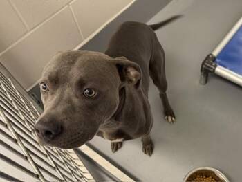 PATRICK -  Pit Bull Terrier Dog Available for Adoption in Ocala, Florida - PATRICK | PetCurious