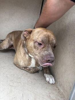 Pit Bull Terrier and Mixed Breed Dogs Available for Adoption in Oklahoma City, Oklahoma - GIBSON | PetCurious