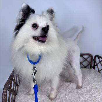 BeefCake -  Pomeranian Dog for Adoption in Fort Wayne, Indiana - BeefCake | PetCurious