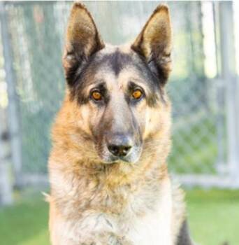 Rian -  German Shepherd Dog Dog for Adoption in Santa Paula, California - Rian | PetCurious