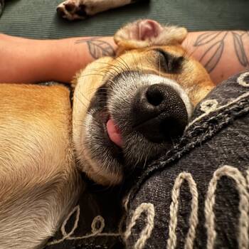 Winifred Sanders -  Mixed Breed Dog for Adoption in Charleston, West Virginia - Winifred Sanders | PetCurious