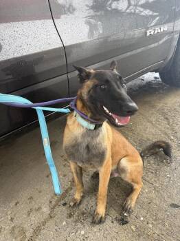Belgian Shepherd Malinois Dogs Available for Adoption in Imlay City, Michigan - Canelo - Located In FL | PetCurious