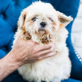 Shih Tzu Dogs Available for Adoption in Zionsville, Indiana - Jayna | PetCurious