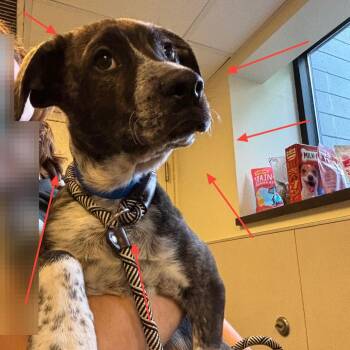 Arrow -  Pit Bull Terrier and Mixed Breed Dog for Adoption in Chicago, Illinois - Arrow | PetCurious