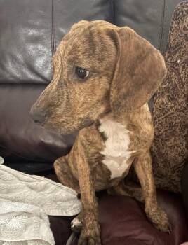 Julie -  Hound Dog for Adoption in Tarrytown, Georgia - Julie | PetCurious