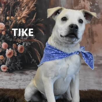 Hachiko -  Yellow Labrador Retriever and American Staffordshire Terrier Dog for Adoption in Yuma, Arizona - Hachiko | PetCurious
