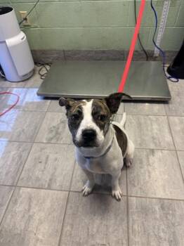 LAINEY -  Labrador Retriever and Mixed Breed Dog for Adoption in Grand Prairie, Texas - LAINEY | PetCurious