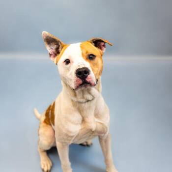 Pit Bull Terrier Dogs Available for Adoption - 115c Spud | PetCurious